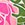 ALOHA Maui Lokelani Rose Day Tripper Beach Tote - Image 2