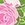 ALOHA Maui Lokelani Rose Mid Swim Pouch - Image 2