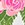 ALOHA Maui Lokelani Rose Small Swim Pouch - Image 2