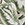 Artesands Woman's Plus Size Aria Olive Bach Sarong - Image 6