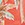 Body Glove Women's Balata Garden Audrey Bikini Bottom - Image 5