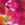 Body Glove Women's Volcano Nuevo Contempo High Rise Bikini Bottom - Image 5