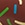 ClubSwim Donut Bite Inflatable Pool Swim Tube 44" - Image 2