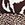 La Blanca Women's Fierce Lines Bandeau Midkini Bikini Top - Image 6