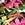 Maxine Women's Exotic Jungle Twist Front One Piece Swimsuit - Image 5