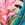 Next by Athena Women's W Palm Beach Sport Bikini Top (B-D Cup) - Image 6