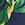Polo Ralph Lauren Women's Tropical High Rise Bikini Bottom - Image 4
