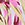 Rip Curl Women's Copacabana High Leg Skimpy Bikini Bottom - Image 5