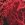 Sporti Coral Reef Jammer Swimsuit Youth (22 - 28) - Image 15
