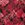Sporti Coral Reef Thin Strap One Piece Swimsuit (22-40) - Image 42