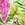Sporti Plus Size Unitard Palm Royale One Piece Swimsuit - Image 8