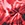 Sporti Sonic Bloom Brief Swimsuit (22-40) - Image 31