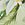 Tommy Bahama Women's Paradise Fronds Reversible String Bikini Bottom - Image 5